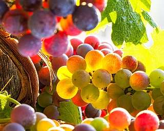 Uva matura con foglie verdi e luce naturale.