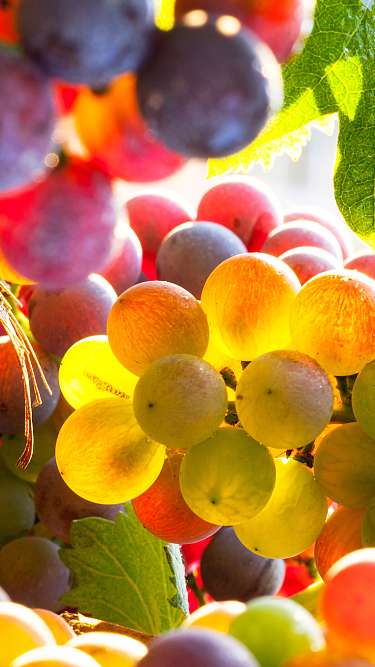 I migliori vini del territorio